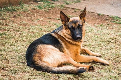 mi perro esta cojo|Mi perro cojea: Causas y enfermedades provocan la。